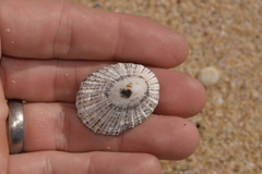 Scutellastra peronii