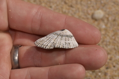 Scutellastra peronii