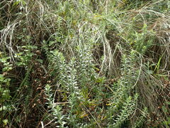 Helichrysum kraussii