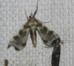 Leucinodes cordalis