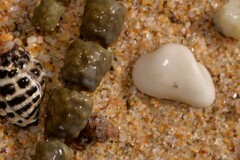 Striarca pisolina