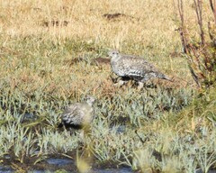 Centrocercus urophasianus