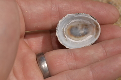 Scutellastra peronii