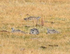 Centrocercus urophasianus