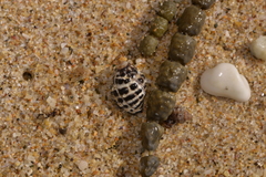 Tenguella marginalba