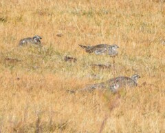 Centrocercus urophasianus