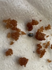 Psyllobora nana