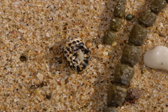 Tenguella marginalba