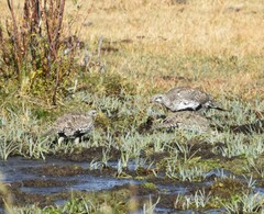 Centrocercus urophasianus