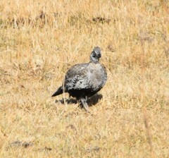 Centrocercus urophasianus