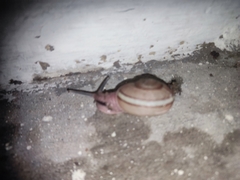 Ariophanta exilis
