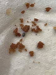 Psyllobora nana
