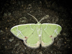 Comibaena subdelicata