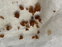 Psyllobora nana