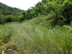 Aristida junciformis