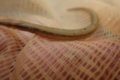 Microphis brachyurus