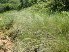Aristida junciformis