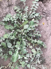 Arctotheca prostrata