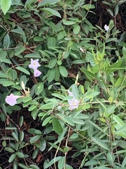 Rhabdadenia biflora