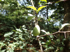 Putterlickia verrucosa