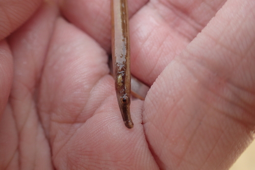 Ragged-tail pipefish (Microphis retzii) — Syngnathidae — 3
