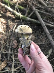 Hypomyces microspermus