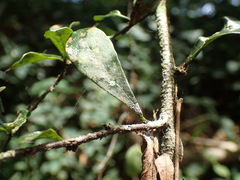 Putterlickia verrucosa