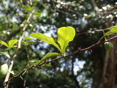 Image of Putterlickia verrucosa by (c) Mahomed Desai, some rights reserved (CC BY)