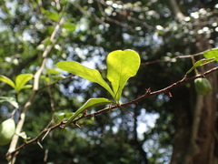 Putterlickia verrucosa