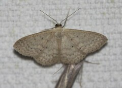 Scopula optivata