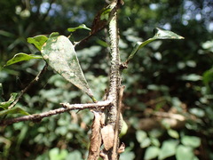 Putterlickia verrucosa