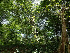 Putterlickia verrucosa