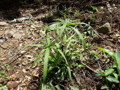 Cyperus albostriatus