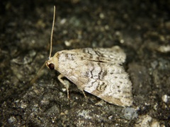 Bryophilina mollicula