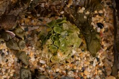 Caulerpa chemnitzia