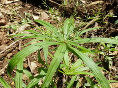 Cyperus albostriatus