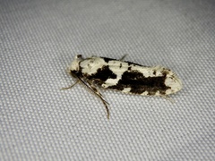 Psecadioides aspersus