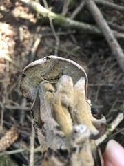 Hypomyces microspermus