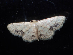 Idaea chotaria