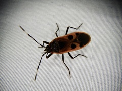 Physopelta parviceps