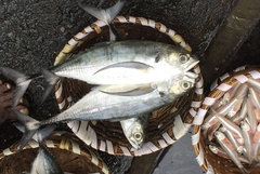 Megalaspis cordyla