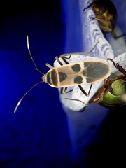 Physopelta gutta gutta