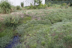 Myriophyllum aquaticum