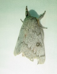 Syssphinx heiligbrodti