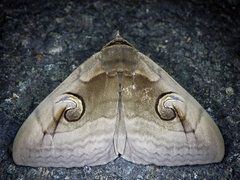 Spirama retorta