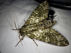 Dolbina tancrei