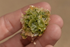 Caulerpa chemnitzia