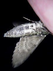 Dolbina tancrei
