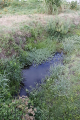 Myriophyllum aquaticum