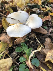 Candolleomyces candolleanus